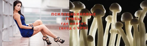 стаф Горняк